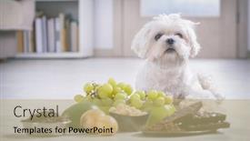  Presentation with toxic - Amazing PPT theme having little-white-maltese-dog backdrop and a coral colored foreground