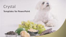  Presentation with dog food - PPT theme enhanced with little-white-maltese-dog background and a light gray colored foreground