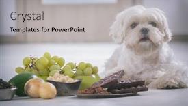  Presentation with dog food - Theme featuring little-white-maltese-dog background and a light gray colored foreground