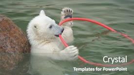  Presentation with polar bear - Cool new presentation with little white polar bear playing backdrop and a gray colored foreground
