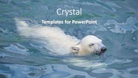  Presentation with polar bear - Audience pleasing presentation design consisting of little-white-polar-bear backdrop and a teal colored foreground