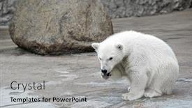  Presentation with polar bear - PPT layouts with little white polar bear background and a light gray colored foreground