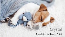  Presentation with russell - PPT layouts consisting of little-white-puppy-of-jack background and a white colored foreground