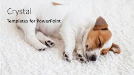  Presentation with dreams - Theme having little-white-puppy-of-jack background and a white colored foreground
