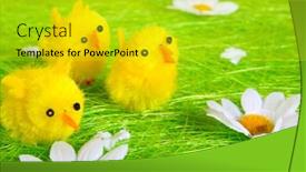  Presentation with chicks - Amazing presentation theme having little yellow easter chicks backdrop and a yellow colored foreground