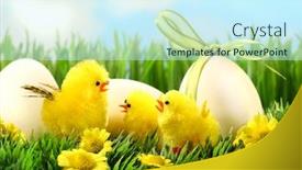  Presentation with chicks - Theme having little yellow easter chicks in the tall grass with eggs background and a cool aqua colored foreground