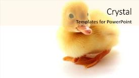  Presentation with yellow - Slide deck enhanced with little yellow fluffy duckling isolated background and a  colored foreground