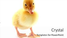  Presentation with ugly duckling - Amazing PPT theme having little yellow fluffy duckling isolated backdrop and a white colored foreground