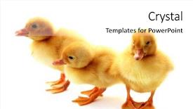  Presentation with yellow envelope the stamped - Slide set consisting of little yellow fluffy ducklings isolated background and a  colored foreground