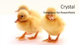  Presentation with yellow - Beautiful slide deck featuring little yellow fluffy ducklings isolated backdrop and a  colored foreground