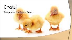  Presentation with yellow oyster mushroom - PPT theme with little yellow fluffy ducklings isolated background and a white colored foreground