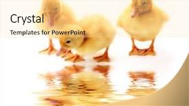  Presentation with yellow - Slides featuring little yellow fluffy ducklings isolated background and a blonde colored foreground