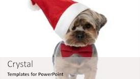  Presentation with dog christmas - Amazing presentation theme having little yorkshire terrier dog wearing christmas hat aside standing and staring at camera confused on white studio background backdrop and a light gray colored foreground