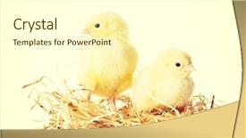  Presentation with baby chickens little cute chicks - Audience pleasing slide deck consisting of little young chickens on nest backdrop and a  colored foreground