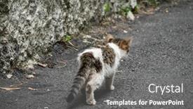  Presentation with walk - PPT theme with little-young-stray-cat-walk background and a gray colored foreground