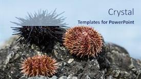  Presentation with black sea - Colorful presentation theme enhanced with live-black-and-gray-sea backdrop and a sky blue colored foreground