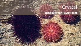  Presentation with black sea - Beautiful slide set featuring live-black-and-gray-sea backdrop and a coral colored foreground