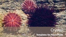  Presentation with black sea - Presentation design with live-black-and-gray-sea background and a coral colored foreground