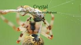  Presentation with black yellow - Amazing presentation theme having live black and yellow garden spider with prey backdrop and a seafoam green colored foreground