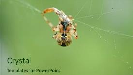  Presentation with spider - Cool new slide deck with live black and yellow garden spider with prey backdrop and a seafoam green colored foreground