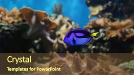  Presentation with georgia aquarium - Presentation theme featuring live butterflies - aquarium close up background and a tawny brown colored foreground