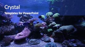  Presentation with live - PPT theme consisting of live butterflies - aquarium background and a ocean colored foreground