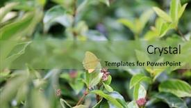  Presentation with live flower - PPT layouts enhanced with live butterflies - butterfly on a flower background and a seafoam green colored foreground