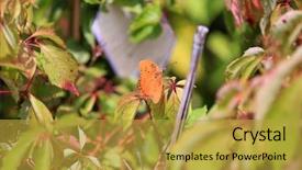  Presentation with live flower - Amazing slide deck having live butterflies - butterfly on a flower backdrop and a gold colored foreground