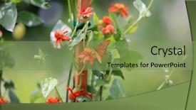  Presentation with live flower - Beautiful PPT layouts featuring live butterflies - butterfly on a flower backdrop and a seafoam green colored foreground