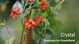  Presentation with live flower - Slide deck with live butterflies - butterfly on a flower background and a  colored foreground