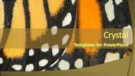  Presentation with monarch butterfly - Audience pleasing slide set consisting of live butterflies - closeup of monarch butterfly wings backdrop and a gold colored foreground
