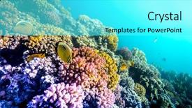  Presentation with sea coral - PPT layouts with live butterflies - coral and fish background and a cyan colored foreground