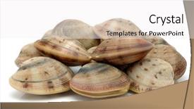  Presentation with clams - Colorful theme enhanced with live clams in isolated white backdrop and a  colored foreground