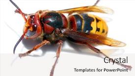  Presentation with hornet - PPT layouts with live european hornet vespa background and a light gray colored foreground