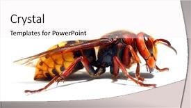  Presentation with hornet - Colorful slide deck enhanced with live european hornet vespa backdrop and a white colored foreground