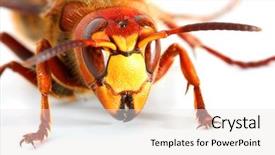  Presentation with hornet - Theme having live european hornet vespa background and a sky blue colored foreground