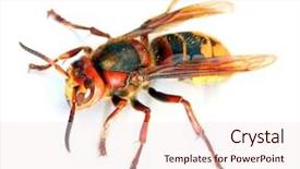  Presentation with hornet - PPT theme featuring live european hornet vespa background and a sky blue colored foreground