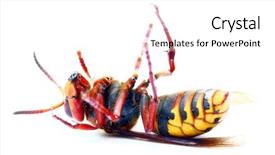  Presentation with hornet - PPT theme having live european hornet vespa background and a white colored foreground