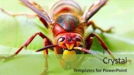  Presentation with hornet - Presentation theme featuring live european hornet vespa background and a yellow colored foreground