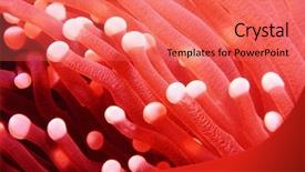  Presentation with creepy - Presentation having live fish - creepy anemone background and a  colored foreground