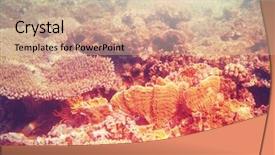  Presentation with living coral - Presentation theme having live fish - living coral reef in red background and a soft green colored foreground