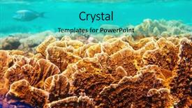  Presentation with living coral - Beautiful presentation theme featuring live fish - living coral reef in red backdrop and a teal colored foreground