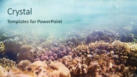  Presentation with living coral - Colorful presentation theme enhanced with live fish - living coral reef in red backdrop and a sky blue colored foreground