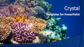  Presentation with living coral - Presentation theme having live fish - living coral reef in red background and a navy blue colored foreground