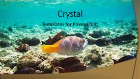  Presentation with living coral - Audience pleasing PPT theme consisting of live fish - living coral reef in red backdrop and a teal colored foreground