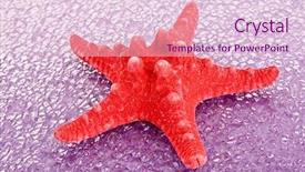  Presentation with live - Colorful theme enhanced with live fish - seastar on red background backdrop and a  colored foreground