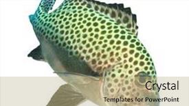  Presentation with live - Audience pleasing presentation theme consisting of sweetlips fish isolated on white backdrop and a coral colored foreground