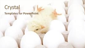  Presentation with animal chicken - Slide deck having live little chicken animal on white eggs over gray tray isolated on white background background and a cream colored foreground