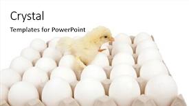  Presentation with animal chicken - Colorful theme enhanced with live little chicken animal on white eggs over gray tray isolated on white background backdrop and a white colored foreground