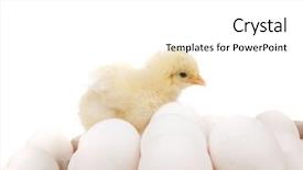  Presentation with animal chicken - Colorful PPT theme enhanced with live little chicken animal on white eggs over gray tray isolated on white background backdrop and a white colored foreground